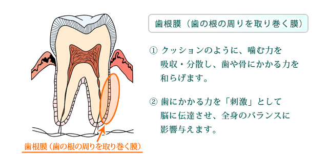 神経 ない 歯 噛む と 痛い